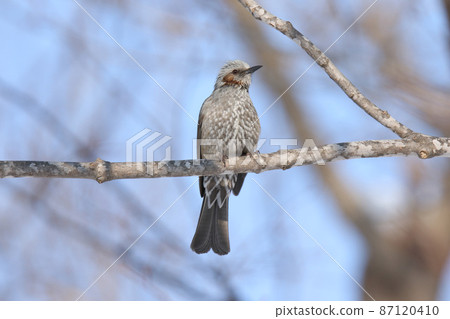 北海道孝道野鳥 87120410