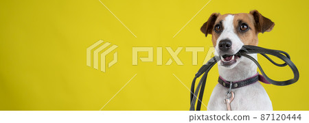 The dog is holding a leash on a yellow background. Jack Russell Terrier calls the owner for a walk. The dog is holding a leash on a yellow background. Jack Russell Terrier calls the owner for a walk. 87120444