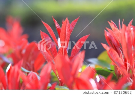 Benicarp紅色年輕葉子 87120692