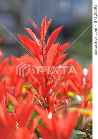 Benicarp紅色年輕葉子 87120693