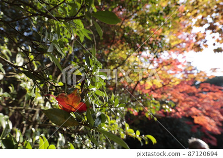 漂浮在綠色的秋葉紅色 87120694