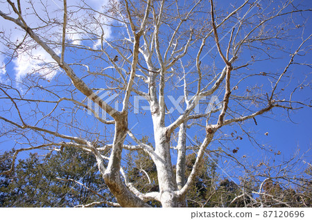 Park trees and winter blue sky Park trees and winter blue sky 87120696