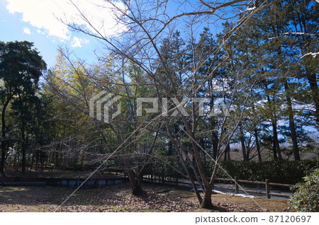 公園樹木和冬天藍天 公園樹木和冬天藍天 87120697