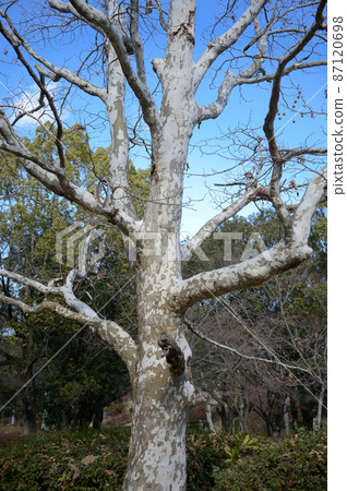 公園樹木和冬天藍天 87120698