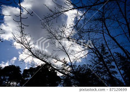 冬天的天空和樹木的剪影 冬天的天空和樹木的剪影 87120699