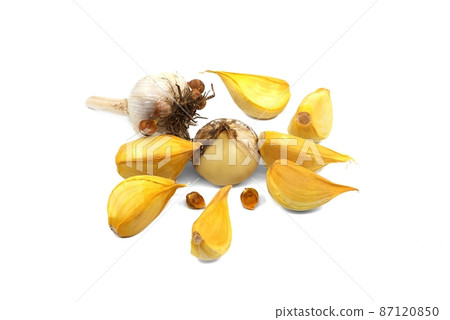 Elephant garlic garlic bulb, corms and cloves 87120850