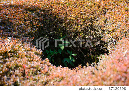 Hedgeback of the Beni-Kanamochi Hedgeback of the Beni-Kanamochi 87120898