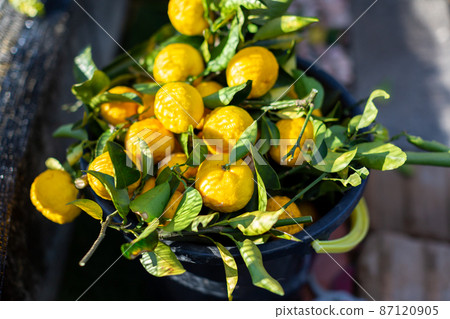 Yuzu in the garden 87120905