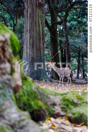 被穿過森林的樹木砍伐的鹿 87121119