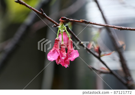 Cherry blossoms  87121772