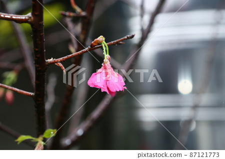 櫻花 87121773