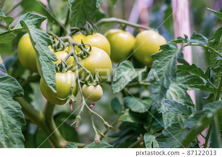 A bunch of tomatoes ripens on the branches of the plant A bunch of tomatoes ripens on the branches of the plant 87122013