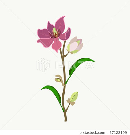 Wine Magnolia Flower or Magnolia Figo Flowers 87122199