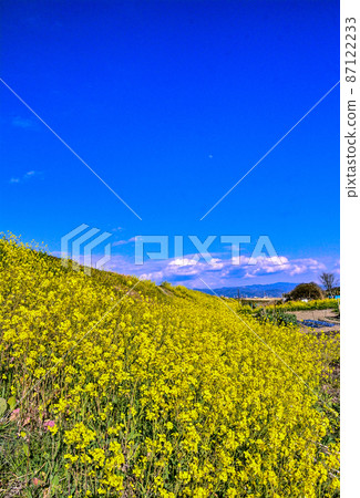 Rape blossoms under the blue sky 87122233