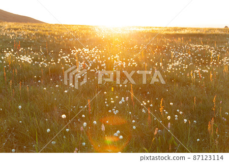 Meadow at susnet, Konzhakovskiy Kamen, Urals, Sverdlovsk Oblast, Russia 87123114
