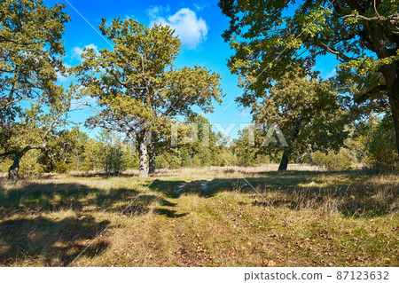 Bright sunny autumn day in an oak forest Bright sunny autumn day in an oak forest 87123632