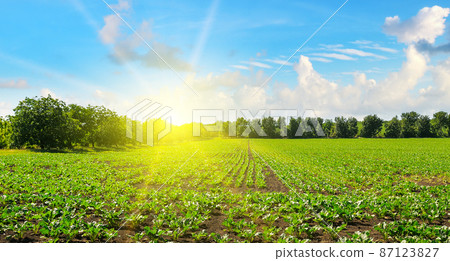 Green beet field and bright sun. Wide photo. 87123827