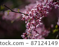 Sakura is the collective name of 11 species and several varieties of trees of the Plum subfamily; often denotes small-serrated cherry.   87124149