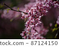 Sakura is the collective name of 11 species and several varieties of trees of the Plum subfamily; often denotes small-serrated cherry.   87124150