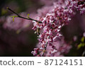 Sakura is the collective name of 11 species and several varieties of trees of the Plum subfamily; often denotes small-serrated cherry.   87124151