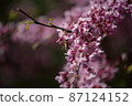 Sakura is the collective name of 11 species and several varieties of trees of the Plum subfamily; often denotes small-serrated cherry.   87124152