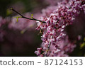 Sakura is the collective name of 11 species and several varieties of trees of the Plum subfamily; often denotes small-serrated cherry.   87124153