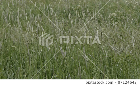 Fields of wheat at the end of summer fully ripe Fields of wheat at the end of summer fully ripe 87124642