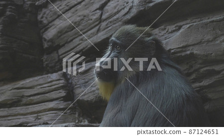 Colorful mandrill Mandrillus sphinx, sitting on a tree and scratching his leg 87124651