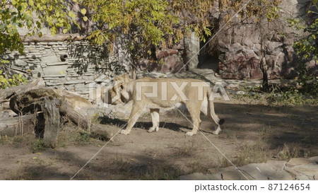 Portrait lioness basking in the warm sun after dinner Portrait lioness basking in the warm sun after dinner 87124654