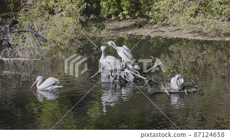 White Pelican (Pelecanus onocrotalus) also known as the Eastern White Pelican. White Pelican (Pelecanus onocrotalus) also known as the Eastern White Pelican. 87124658