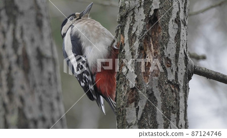 Beautiful forest woodpecker Dendrocopos medius on a tree looking for food 87124746