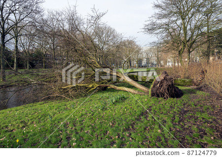 Storm damage. A tree broken by a storm lies near the house.  87124779
