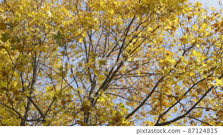 Autumn leaves fall in the forest, natural landscape Autumn leaves fall in the forest, natural landscape 87124815