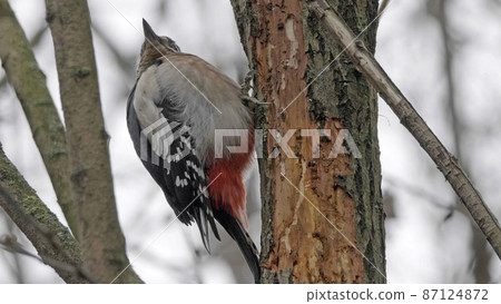 Beautiful forest woodpecker Dendrocopos medius on a tree looking for food 87124872