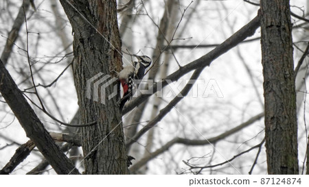 Beautiful forest woodpecker Dendrocopos medius on a tree looking for food 87124874