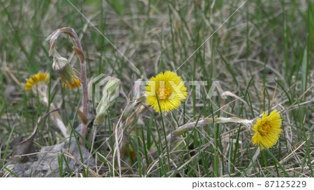 In the field, a yellow flower swaying in the wind, mother and stepmother 87125229