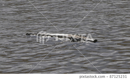 Old log tree trunk floats in the water of the lake. Old log tree trunk floats in the water of the lake. 87125231