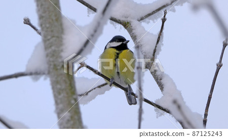 Birds near Moscow, yellow oatmeal on a tree branch Birds near Moscow, yellow oatmeal on a tree branch 87125243