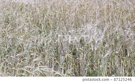 Fields of wheat at the end of summer fully ripe Fields of wheat at the end of summer fully ripe 87125246
