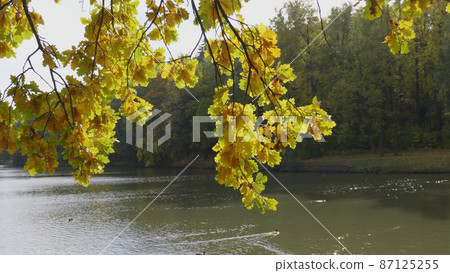 Autumn leaves fall in the forest, natural landscape Autumn leaves fall in the forest, natural landscape 87125255
