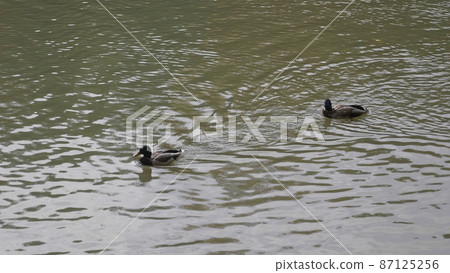 Goose on walk floating in the pond water. 87125256