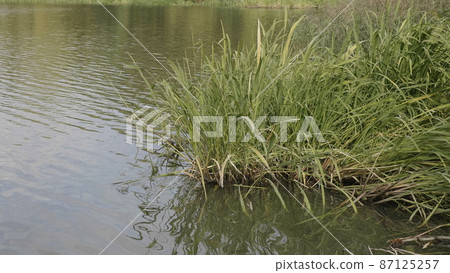Wetlands with bulrush on the lake. 87125257