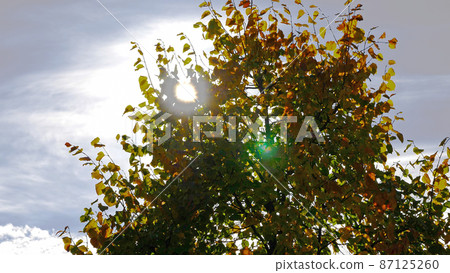 Autumn leaves fall in the forest, natural landscape Autumn leaves fall in the forest, natural landscape 87125260
