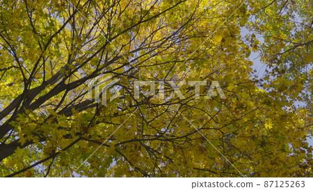 Autumn leaves fall in the forest, natural landscape Autumn leaves fall in the forest, natural landscape 87125263