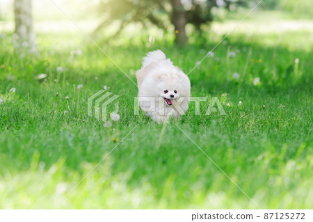 White pomeranian spitz dog running on green grass White pomeranian spitz dog running on green grass 87125272