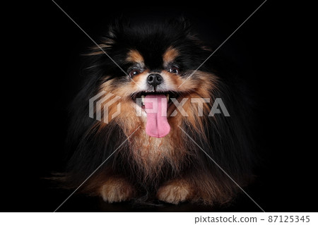 Crazy funny dog of pomeranian spitz breed with tongue hanging out isolated on black background 87125345