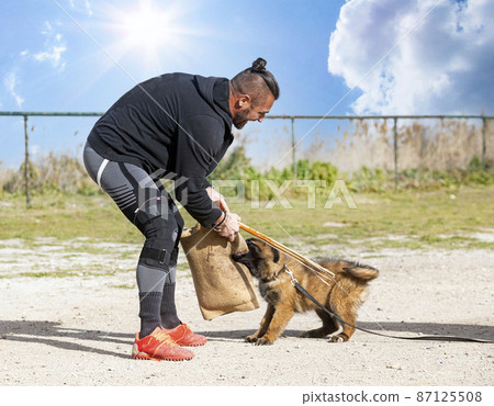 training of belgian shepherd 87125508