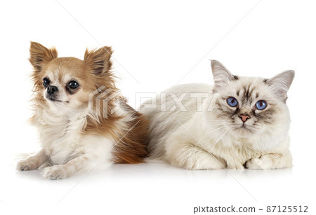 birman cat and chihuahua birman cat and chihuahua 87125512