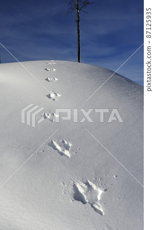 footprints of a hare on a snowy hill footprints of a hare on a snowy hill 87125935