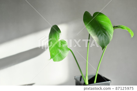 young monstera deliciosa or swiss cheese plant in a black flower pot on a gray background. home gardening and air purifier plant , home jungle. selective focus 87125975